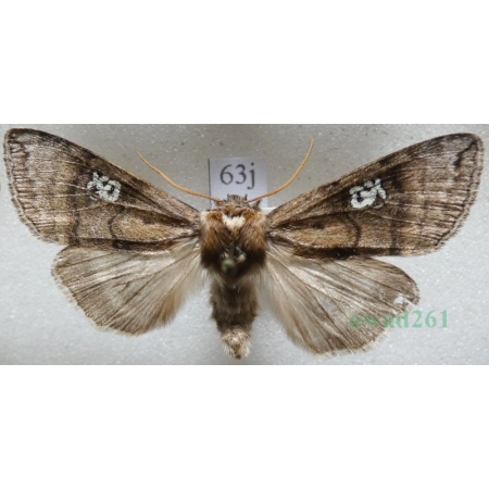 Tethea ocularis (Linnaeus, 1767) Falica oczenica Czech63j